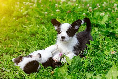 柯基小狗在草地上玩耍。