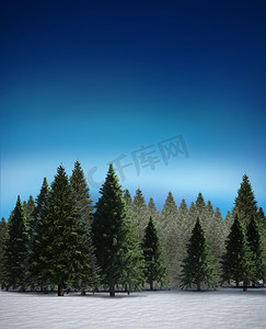 多雪的风景的杉树森林
