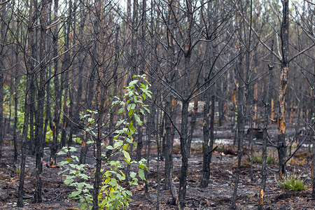 自然灾难摄影照片_被烧毁的森林自然污染破坏