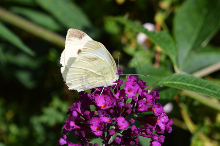 大白蝴蝶 (Pieris brassicae)。