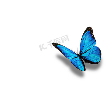“蓝色蝴蝶，孤立在白色”