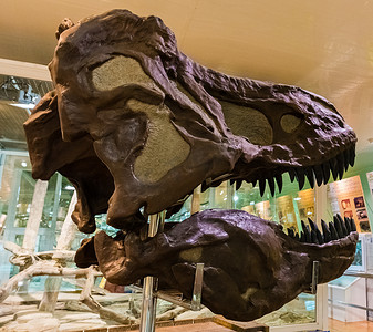 化石恐龙头在博物馆