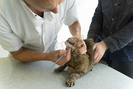 一位面目全非的兽医正在用牙科工具检查虎斑猫的嘴，而她的主人则抱着她