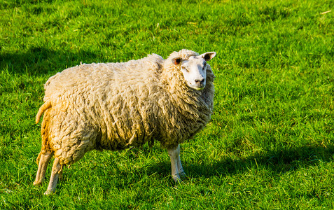 荷兰家养绵羊站在草地上的肖像，流行的农业动物