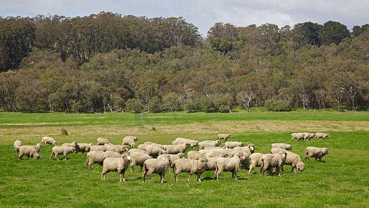 澳洲地图摄影照片_澳洲绵羊