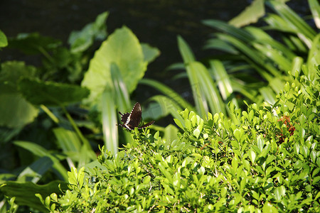 蝴蝶在飞舞摄影照片_在夏日花园的植物上飞舞的蝴蝶