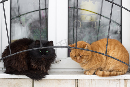 黑色猫摄影照片_两只黑红猫的特写坐在窗户上