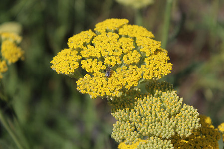 黄色西洋摄影照片_黄色开花的西洋蓍草 (Achillea millefolium)。