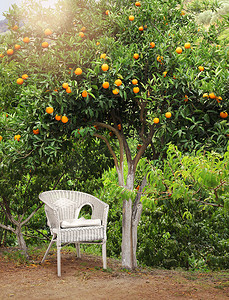 橙色果树下的白色藤椅