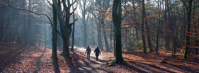 两个女人在荷兰乌得勒支 Heuvelrug 的多恩附近的秋天森林里散步