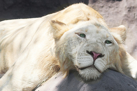 天猫猫头摄影照片_白狮子在动物园的树荫下休息