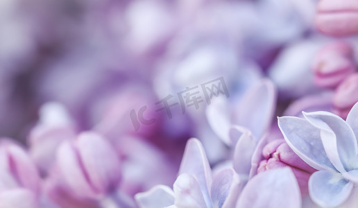 的粉色背景摄影照片_抽象花卉背景，开花的分支，紫色特里丁香花瓣