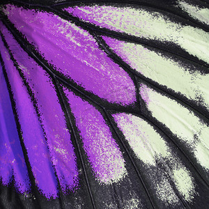 紫色的蝴蝶翅膀