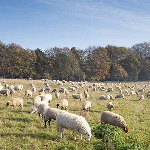 阳光明媚的秋日，乌得勒支省荷兰森林附近的羊群