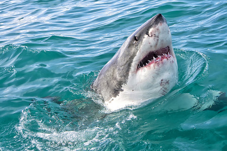 大白鲨，干斯拜，西开普省，南非