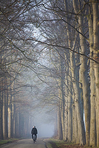 荷兰乌得勒支山雾蒙蒙的风景中骑自行车的人和山毛榉树干