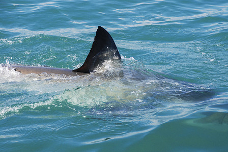 大白鲨 (Carcharodon carcharias)