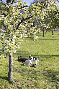山羊和羔羊在荷兰乌得勒支和古达之间盛开的春天果园附近