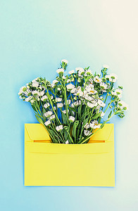 生日小卡片摄影照片_浅蓝色背景上带有小花园白色洋甘菊花的黄色纸信封。