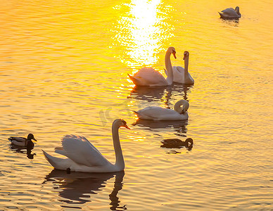 蓝色湖水摄影照片_日落时河面上美丽的天鹅和鸭子