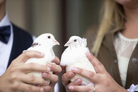 和平的白鸽摄影照片_新娘和新郎的手拿着婚礼白鸽。