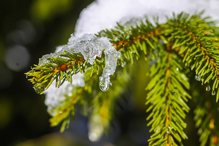 绿色树枝摄影照片_在户外的冷杉树枝上融化的雪。