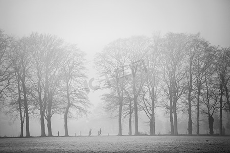 树支摄影照片_两个人在乌得勒支 Heuvelrug 的 Doorn 附近的晨雾中在橡树之间慢跑