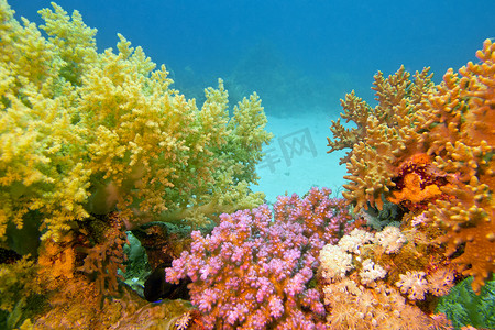 埃及红海摄影照片_五颜六色的珊瑚礁与热带海洋中的软珊瑚