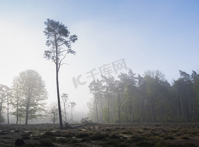 荷兰乌得勒支附近雾蒙蒙的森林中清晨的阳光
