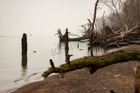 在皮利角海滩倒下的大树