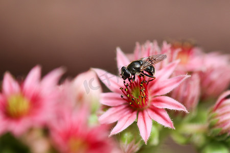 坐观音摄影照片_蜜蜂坐在普通 houseleek 花上的特写镜头