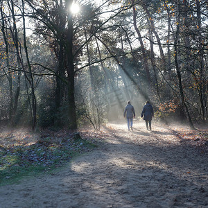 树支摄影照片_两个女人在荷兰乌得勒支 Heuvelrug 的多恩附近的秋天森林里散步