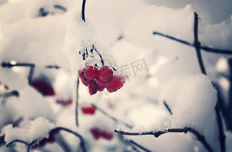 冬季果实摄影照片_冬季户外的荚莲属植物
