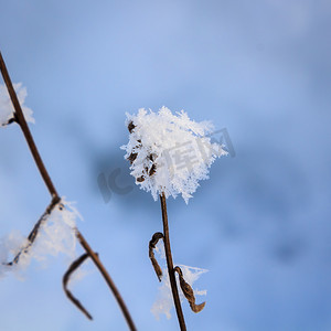 蓝色冬日雪花摄影照片_在阳光明媚的日子里，森林里覆盖着霜和雪花的小穗和树枝