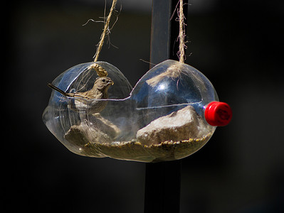一只鸟在用回收汽水瓶制成的喂鸟器上吃东西