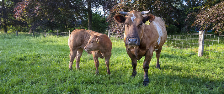 肉牛和棕色小牛一起在荷兰山毛榉树附近的绿色草地上
