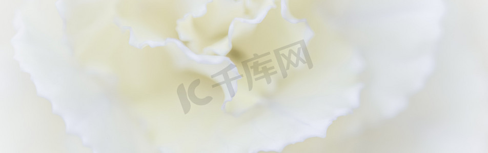 白色康乃馨摄影照片_抽象花卉背景，白色康乃馨花。