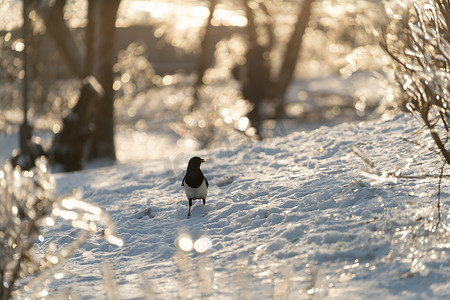 雪背景下冬季公园喜鹊的画像