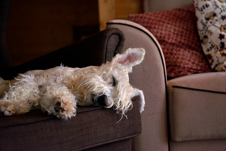 雪纳瑞摄影照片_下午睡在扶手椅上的可爱雪纳瑞犬