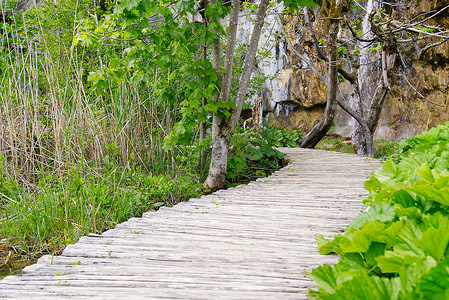 克罗地亚普利特维采湖国家公园高高的绿草与岩石和灌木丛中的木甲板景观