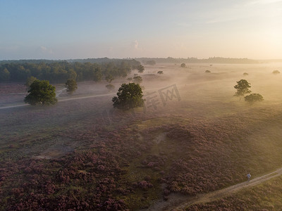 粉紫色摄影照片_荷兰 Hilversum Veluwe Zuiderheide 附近盛开的石南花田，早晨盛开的粉紫色石南花田，日出时有薄雾