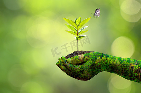 环境 地球日 在树木的手中长出幼苗。