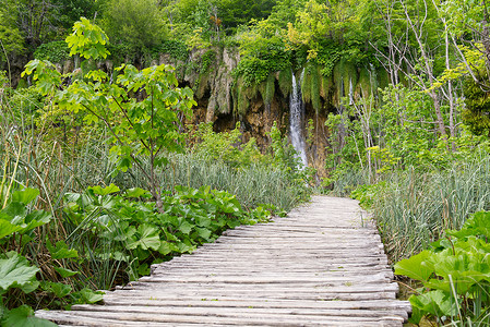 克罗地亚普利特维采湖国家公园高高的绿草与岩石和灌木丛中的木甲板景观