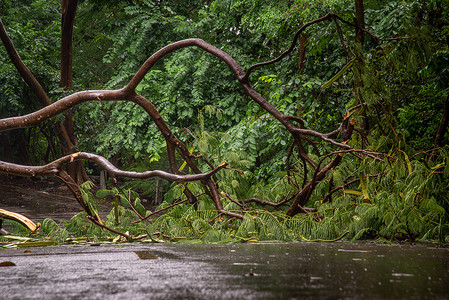 下暴雨摄影照片_暴雨过后，落下的树木碎片阻碍了森林中的道路。