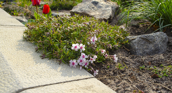 匍匐的苔藓福禄考开花小植物，山福禄考鲜花盛开的美丽花地毯，花园背景上紫白色花瓣的地面覆盖多年生植物