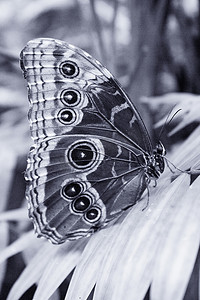 翅膀大翅膀摄影照片_闭合翅膀的蓝色大闪蝶