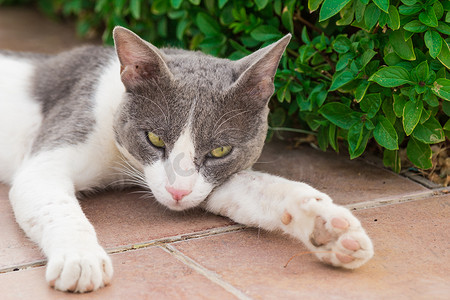 天猫猫头摄影照片_杂色猫