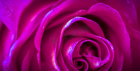 柔和的焦点，抽象的花卉背景，紫色的玫瑰花。