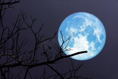 夜空中的超级蓝月亮和剪影树枝