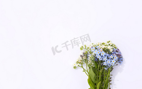我和春天摄影照片_白纸背景上的野生勿忘我蓝色和白色花朵。